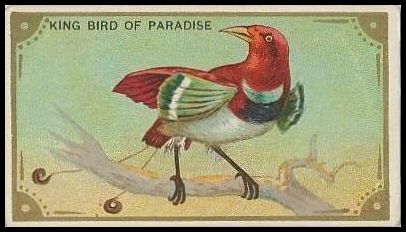 21 King Bird of Paradise